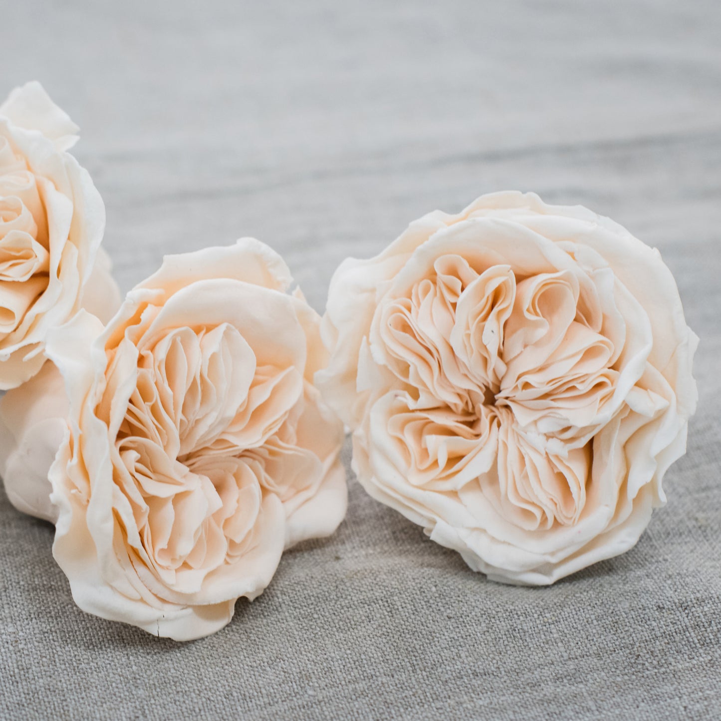 Sugar Flower How To - Garden Rose